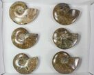 Lot: - Whole Polished Ammonites (Grade B/C) - Pieces #78030-1